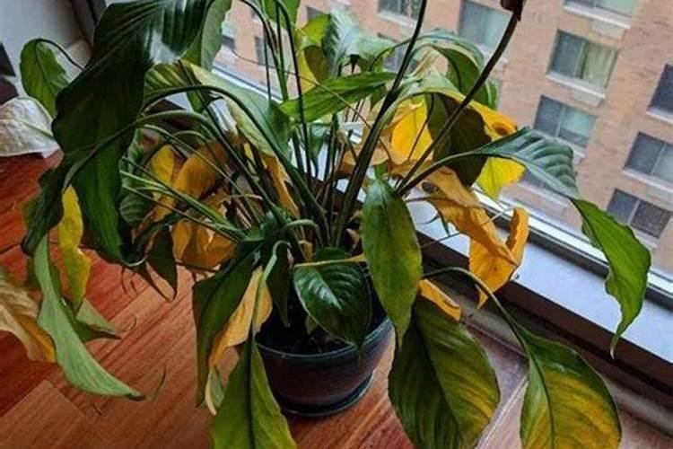 施叶面肥多久浇一次水最好