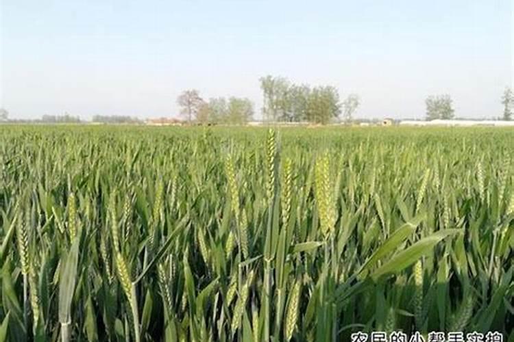 花生开花期施什么肥料