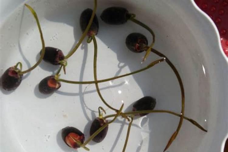 小区水系种植荷花好不好？