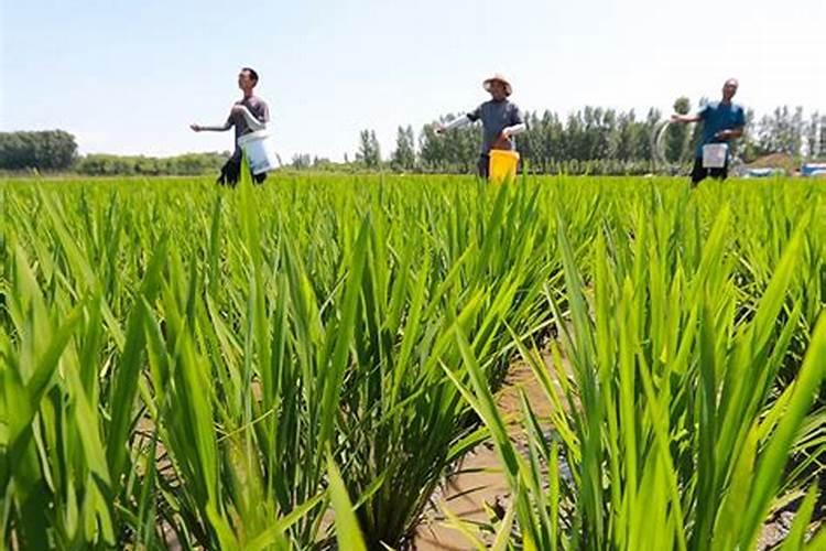 水稻灌浆期用什么叶面肥可增产