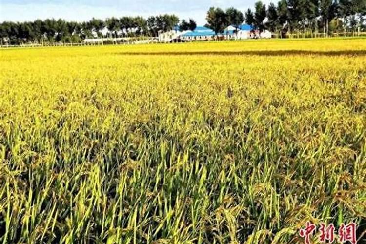 ...增施钾肥在什么时间较好稻灌浆期用什么叶面肥可增产