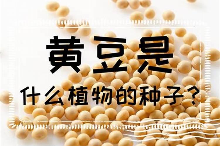 黄豆发酵后是磷钾肥吗,黄豆发酵做肥料的步骤