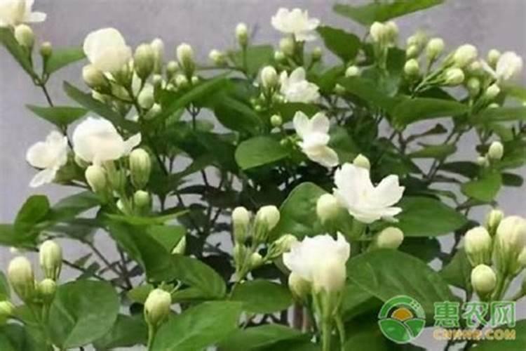 钾肥价格多少钱一吨如何挑选优质的钾素肥料