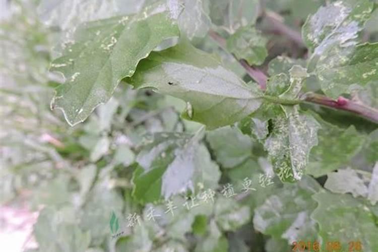 月季从有花苞到开花需要多久？月季花苞到开花要多久？