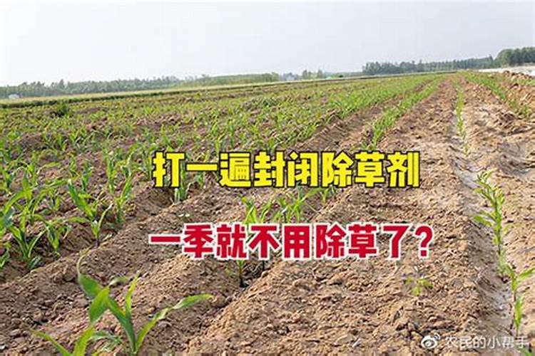 夏播玉米高产如何养殖 玉米养殖技巧