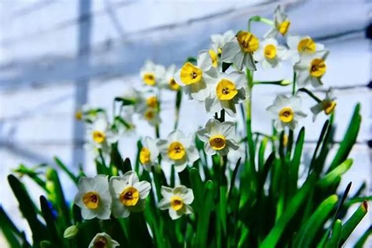 水仙花怎么施肥