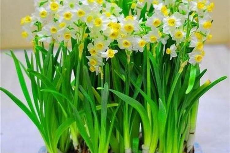 水仙开花前怎么养护