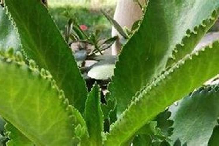 磷酸一铵是什么肥料