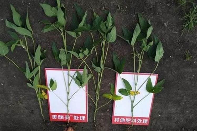 小铁头菜最忌三种肥料
