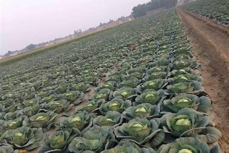 海南铁头莲可以当菜吃