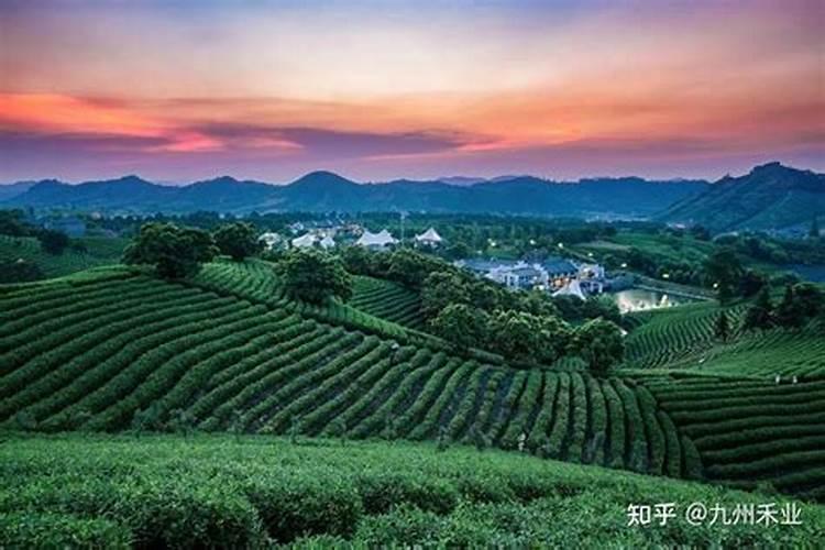 给茶树施什么肥