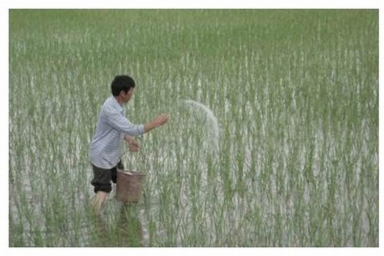 叶面肥打多了有害吗,打完多久下雨会影响