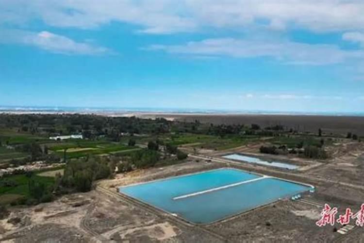 沃巴盾与根宝那个对小麦效果好？