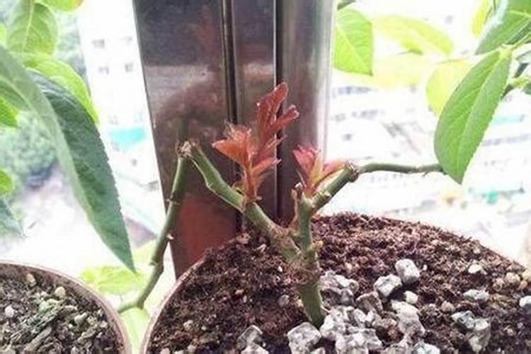 茉莉花换盆注意事项 盆栽茉莉花每年要换盆换土