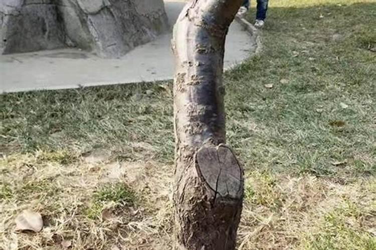 嫁接苹果树成活后能否用磷酸二氢钾？