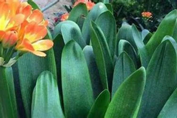 施什么肥能开花 君子兰施肥方法