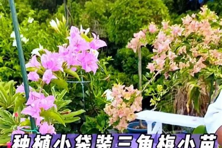 三角梅用什么肥料最好