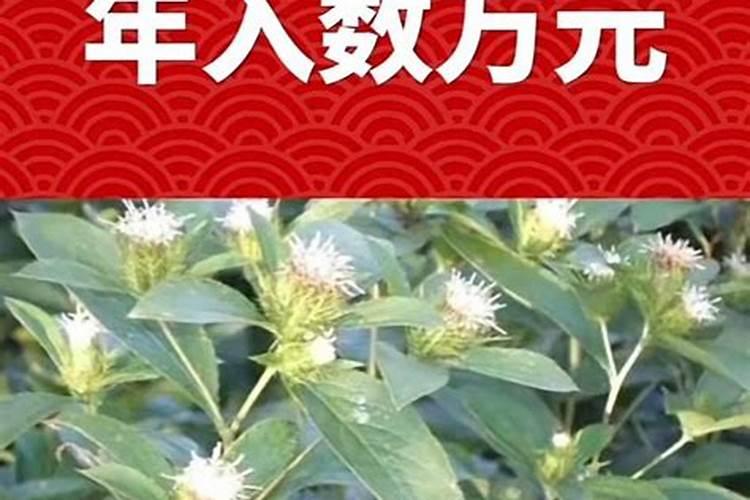 十斤苍术种子能种几亩地