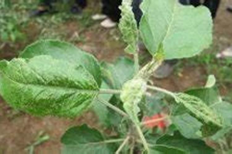 苹果树落花后打什么杀菌药和杀虫药
