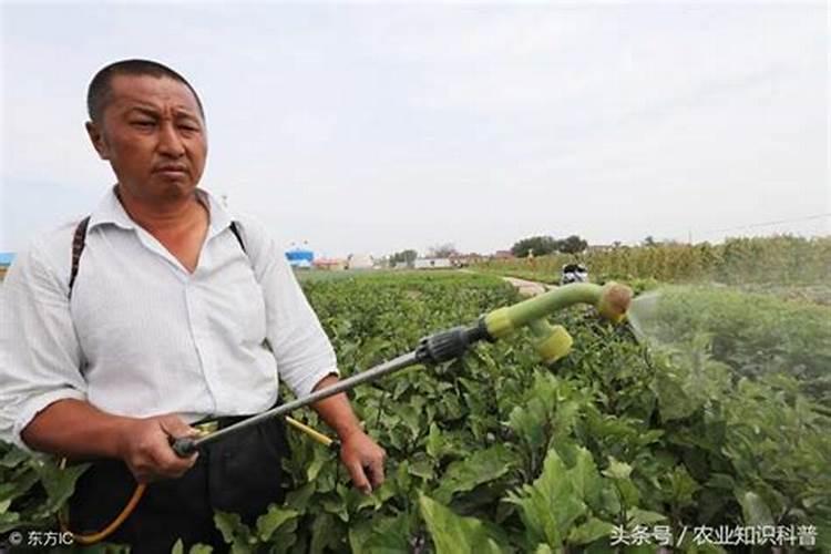 如何用沼液作为叶面肥喷施柑橘？