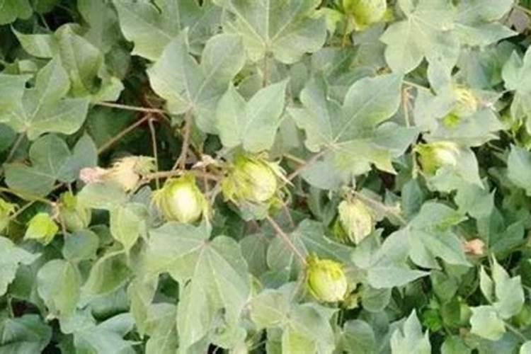 什么肥可促进花芽分化