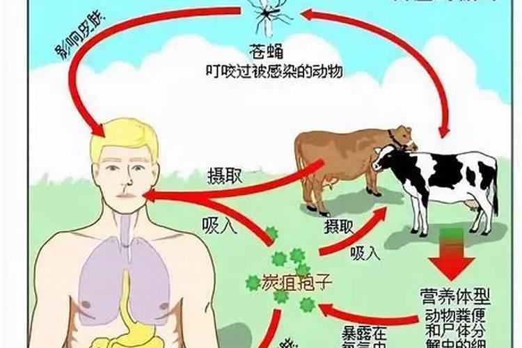 辣椒炭疽病的防治方法