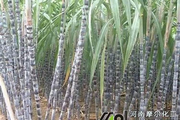 甘蔗用什么肥料比较甜 施肥要点有哪些