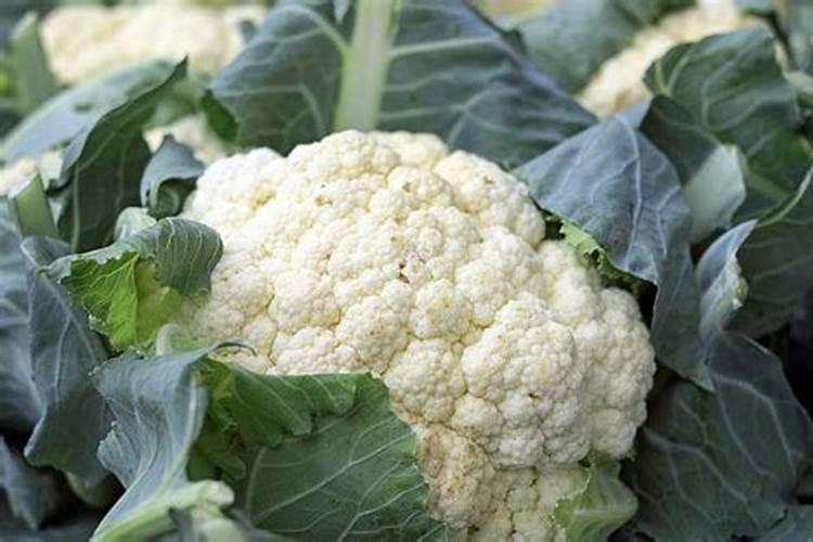 菜花用什么肥料好？