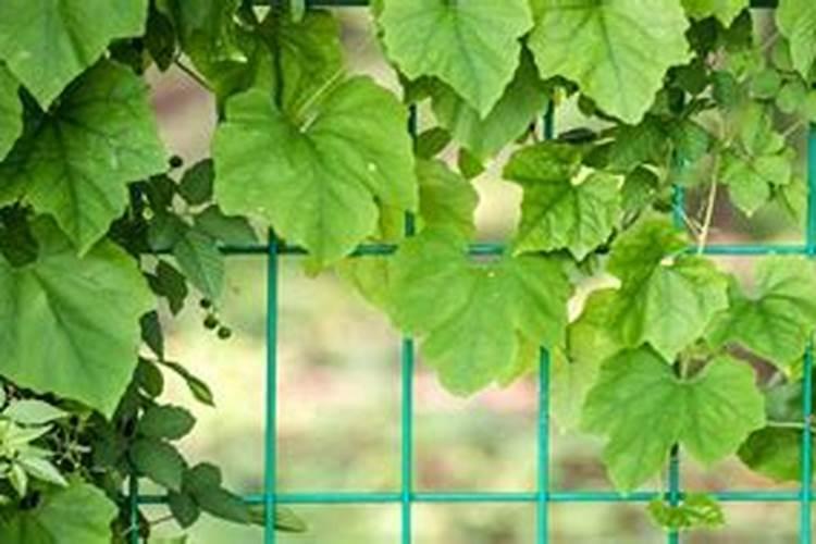 花叶络石施肥方法及注意事项