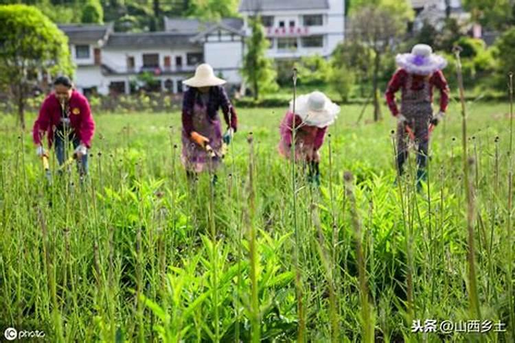 甘草应该如何施肥？施肥时需要注意什么？