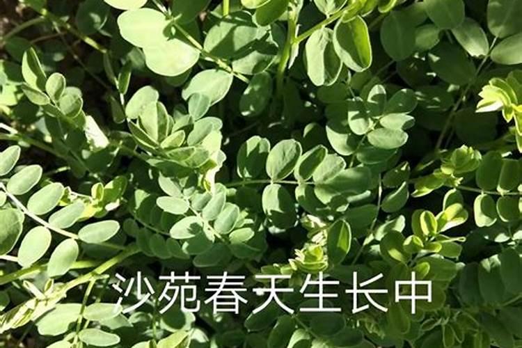土豆地膜多久浇一次水