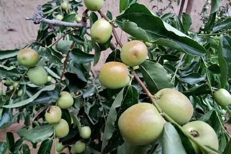 枣树开花结果时,应该施什么肥料
