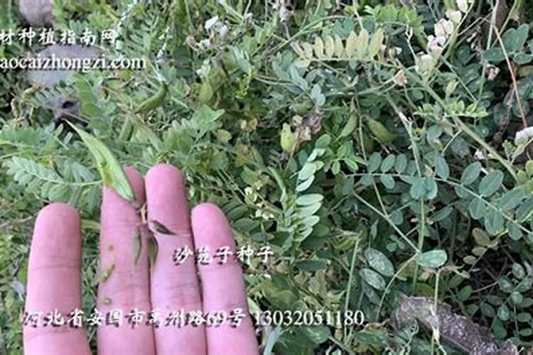适合旱地种植的是什么中药材