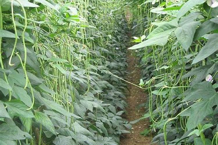 种番茄用什么肥料最好