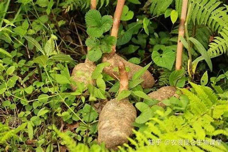 月季老根发芽后怎么养