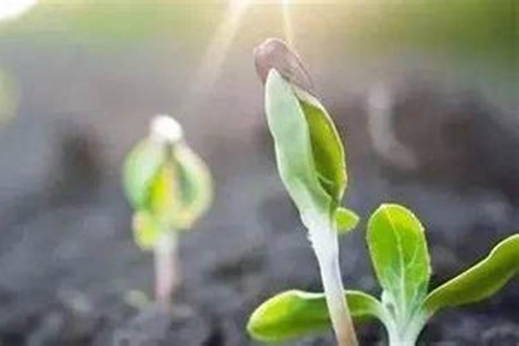 什么是磷肥？什么是钾肥？