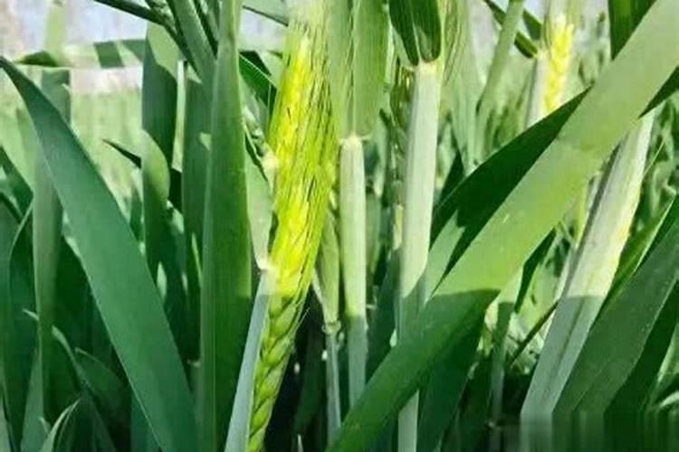 小麦在什么期间可打叶面肥