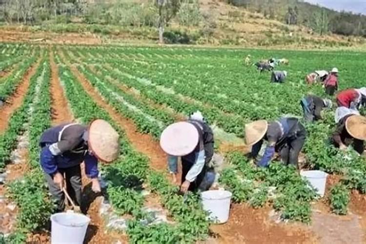 小麦返青水用什么肥料最好
