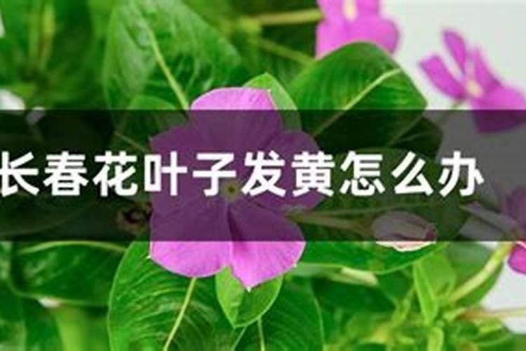 长春花叶子发黄脱落怎么办