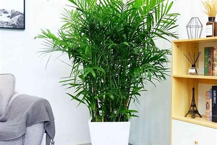 夏威夷竹子怎么养才能更旺盛