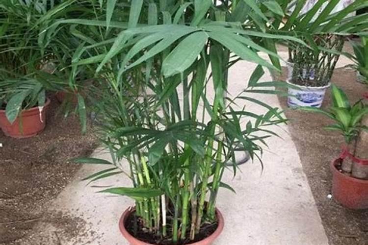 夏威夷竹子怎么养才能更旺盛