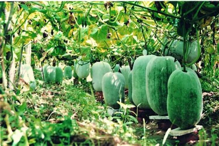 冬瓜施什么肥最好