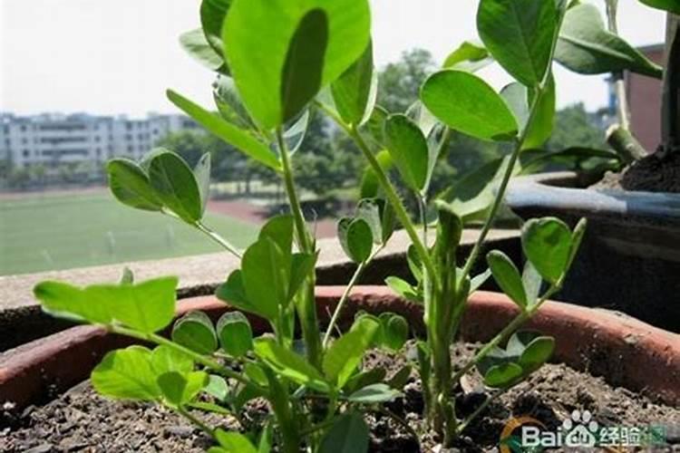 种植花生磷肥的正确方法