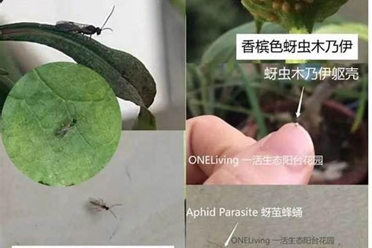 柑树施了硝酸铵钙肥过几天可以施复合肥？