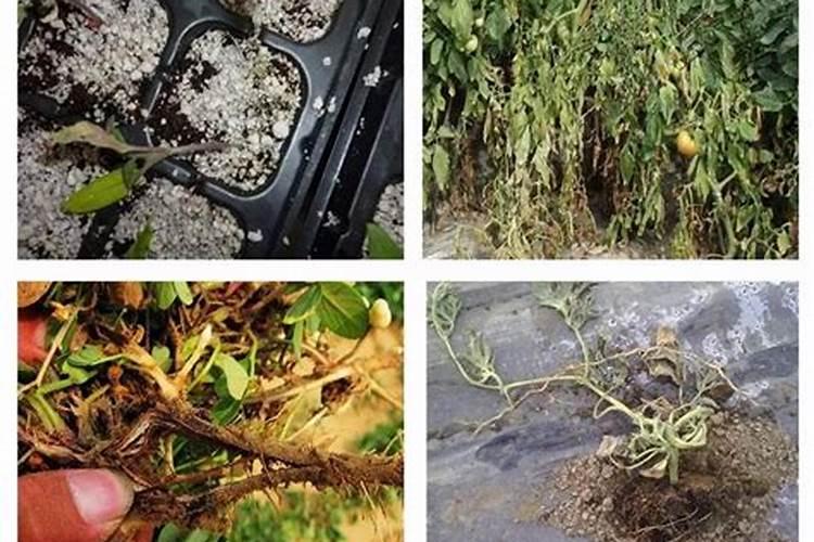 氯化钙对植物的作用？