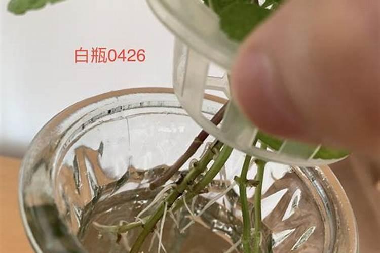生根和果树、花卉肥料的问题