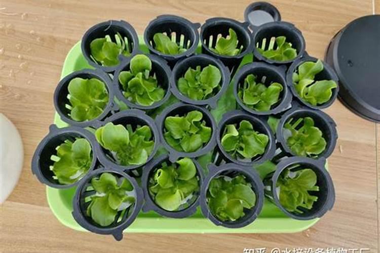 意大利生菜的菜叶卷在一起怎么治