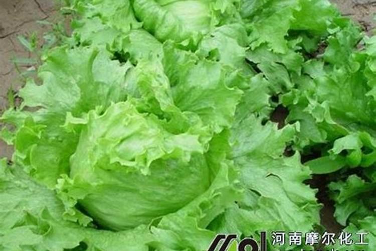 意大利生菜种植方法