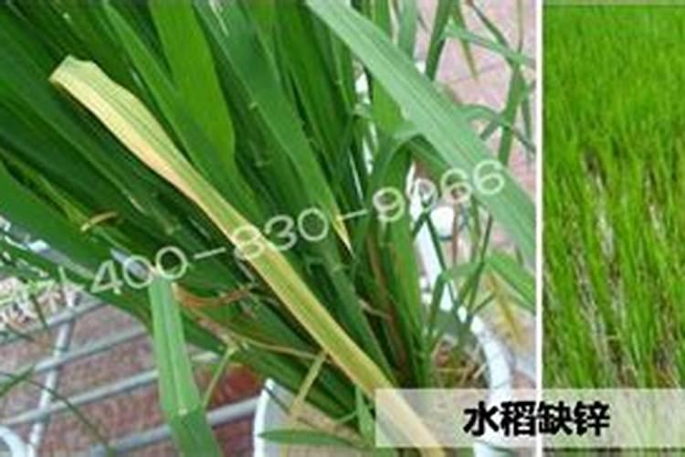 一亩地用多少硼肥