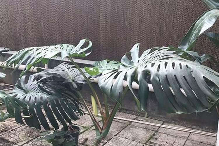 阳光玫瑰葡萄怎样种植